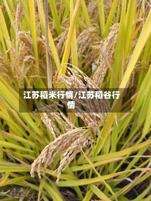 江苏稻米行情/江苏稻谷行情