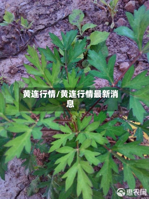 黄连行情/黄连行情最新消息
